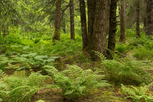 Chicken to Portage Glacier, Alaska