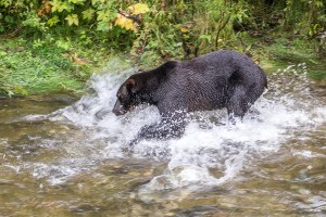 Western British Columbia and Hyder